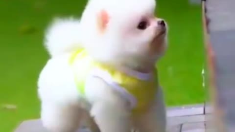 cute & funny dog -funny dog #shorts