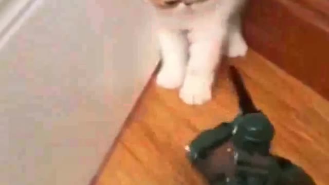 Funny videos pets