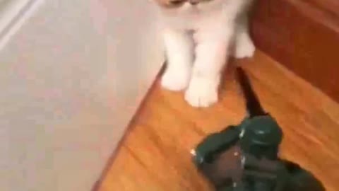 Funny videos pets