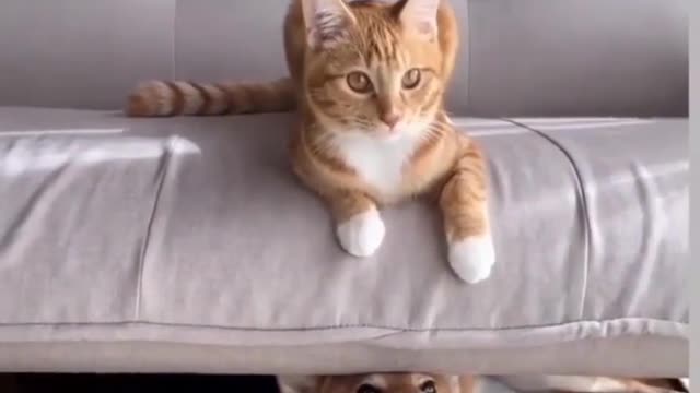 Funniest Cat Videos In The World | Funny Animal Videos