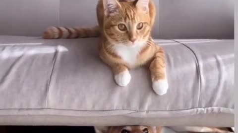 Funniest Cat Videos In The World | Funny Animal Videos