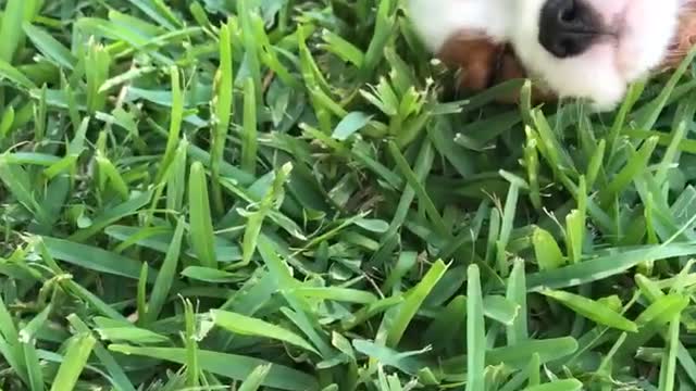 White/brown puppy has stomach scratched on grass