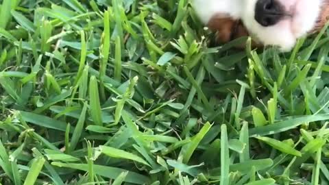 White/brown puppy has stomach scratched on grass