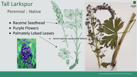 Forage Value & Poisonous Plants