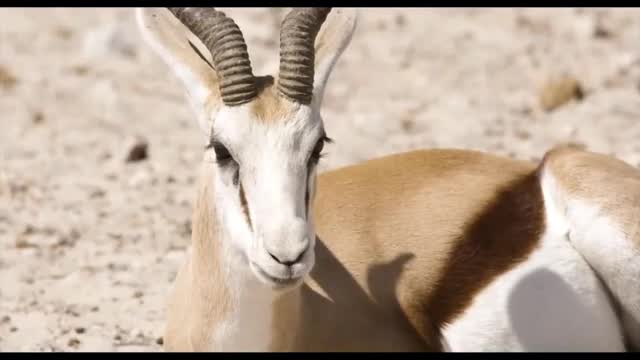 Animals from the African savannah appreciate the harmony between man and nature