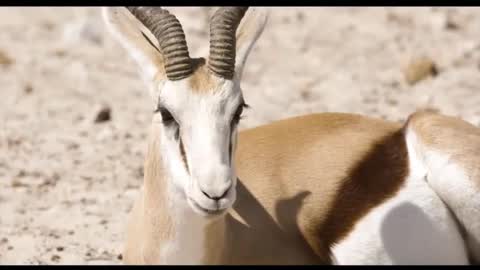 Animals from the African savannah appreciate the harmony between man and nature