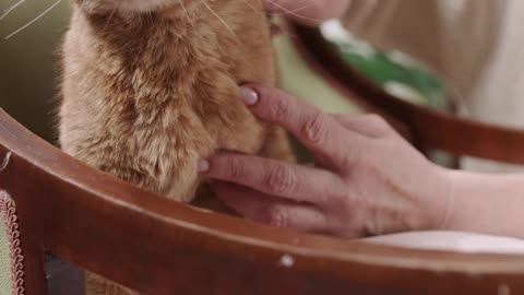 A Person Grooming A Cat