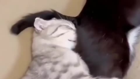 Cat funny videos