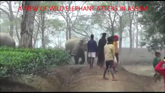 Elephant attack video part 2