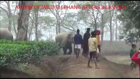Elephant attack video part 2