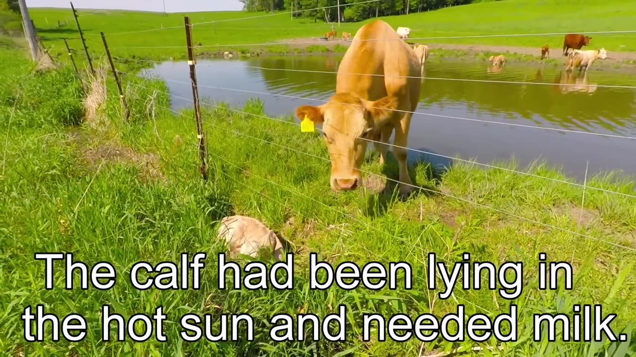 Cow help his baby