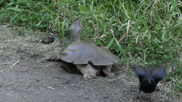 crow is trying to steal the turtle eggs