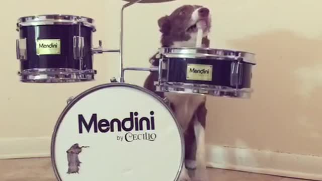 Brown and white dog plays drums