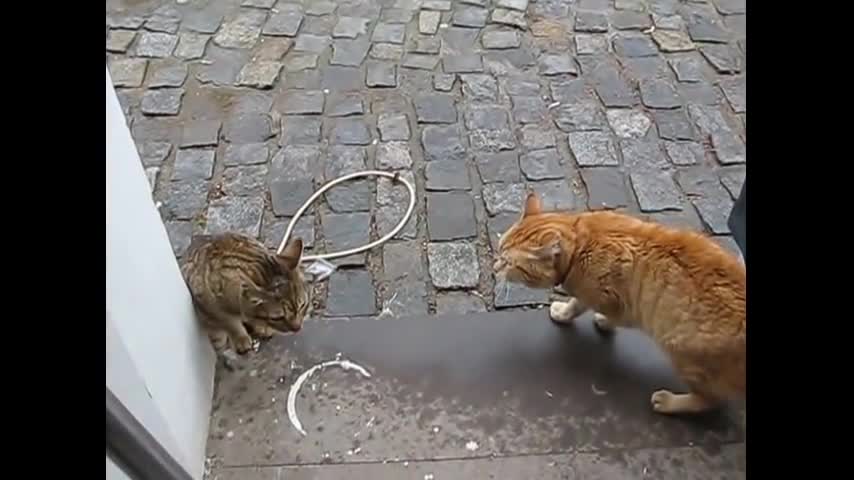 A cat showing anger to another cat