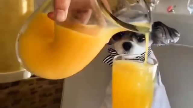 Animals funny videos trending funny shots