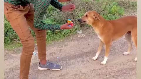 Dog video 😊|funny dog video comedy