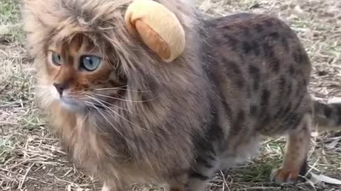 Lion or cat ? Or brave like a lion