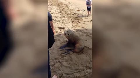 Funny animal videos