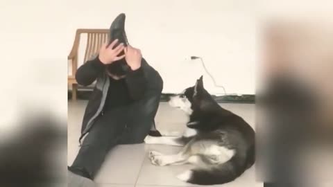 Interesting Dog Imitate Human Leg Skills