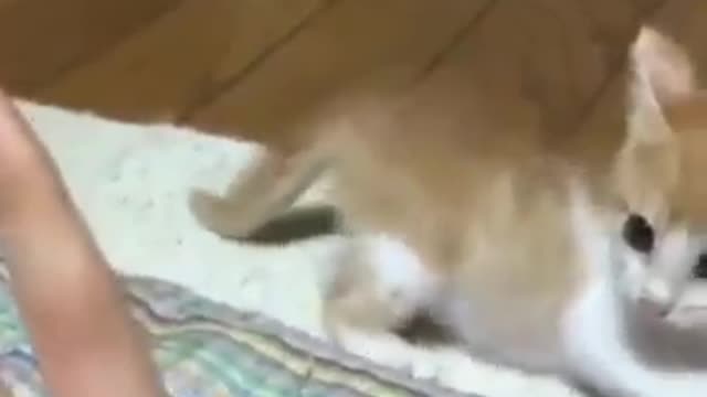 Cat lovers videos | Cat funny videos | Cat cute video |