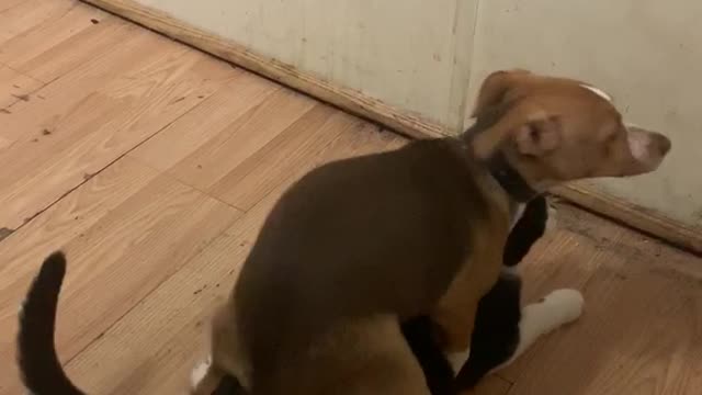 Female beagle humps male cat (fail)