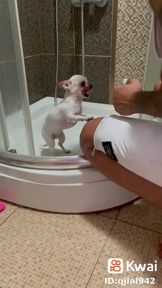 Funny dog take shower and so happy