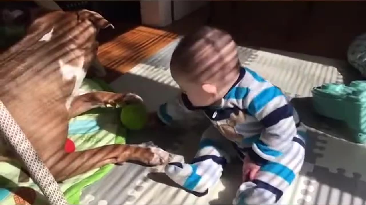 Funny babies annoying dogs ,Cute dog baby compilation