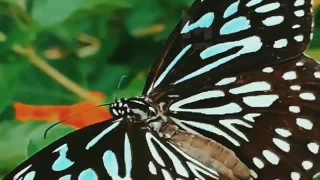 call me Tittli ( Butterfly) 😂😂