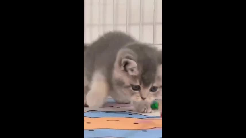 pet, baby, there is a pistachio at home