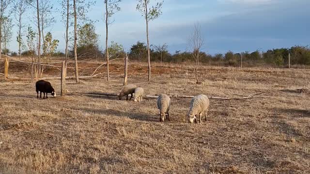 Peace on Garfi Lands