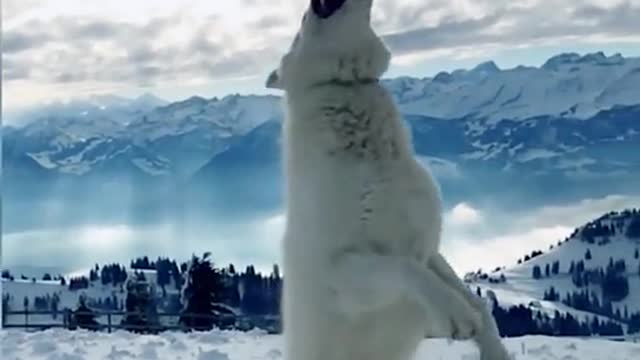 German dog video,best dog video,