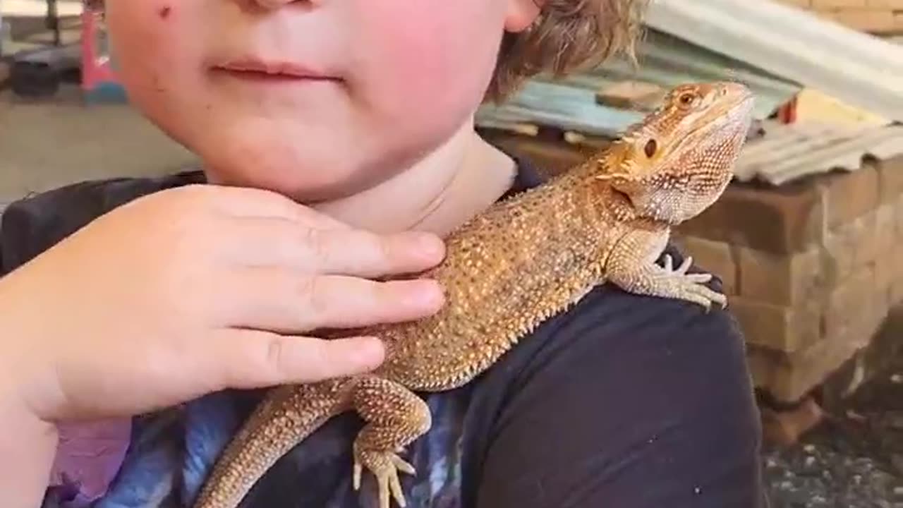 Don't look now - new best buddies! Bearded dragon | Chiang Mai | Thailand | Family Travel