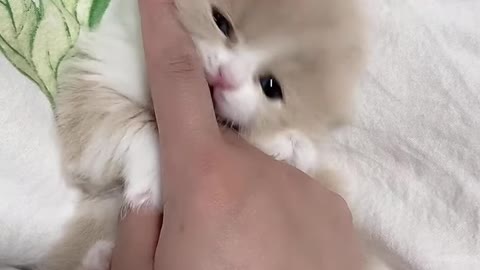 Aww cute and funny baby cat kitten