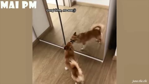 DOG GETS SHOCKED IN MIRROR