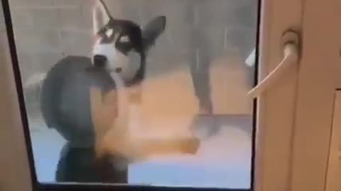 Funniest dogs dancing to music