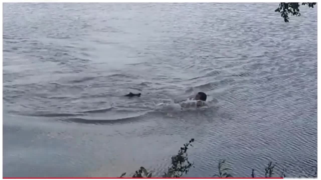 Alligator ATTACKS Swimmer, TAKES A BITE!!!