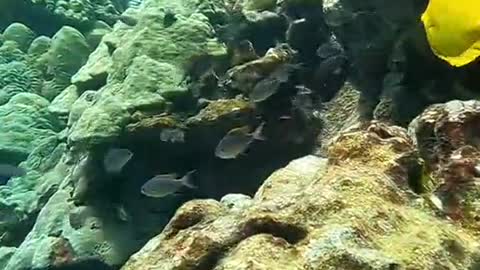 oceanlover#underwater#reef#justkeepswimming