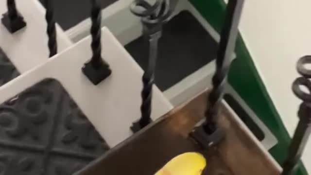 Stella wakes up and chooses chaos every day 🍋