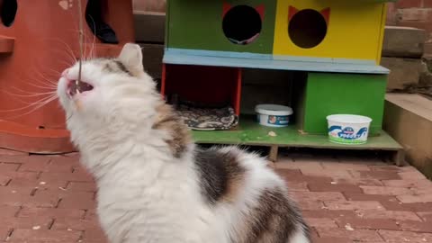 Cat playing with a tree branch