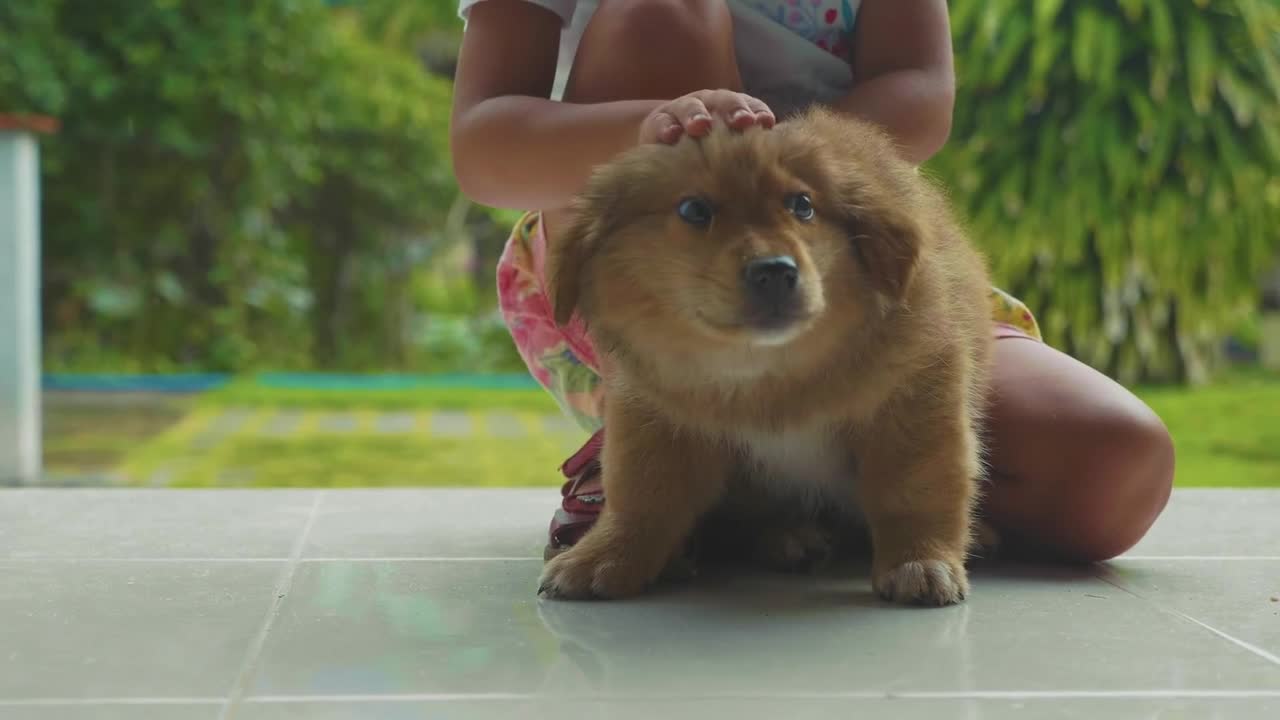 puppy dog