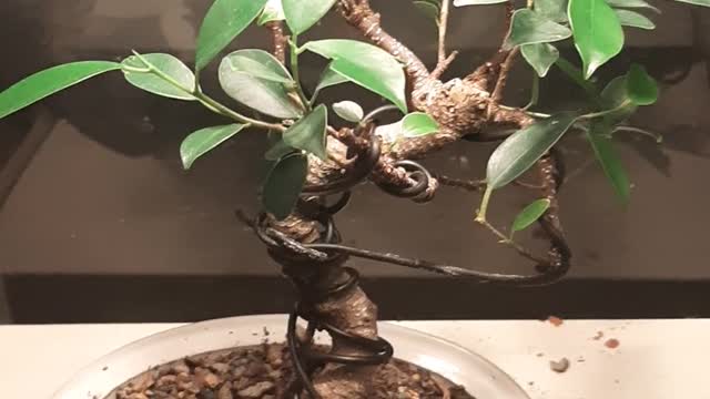 fica bonsai tree