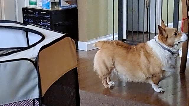 Corgis trying to steel a snack