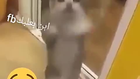 This cat is a beautiful dance for not participating in the talent show