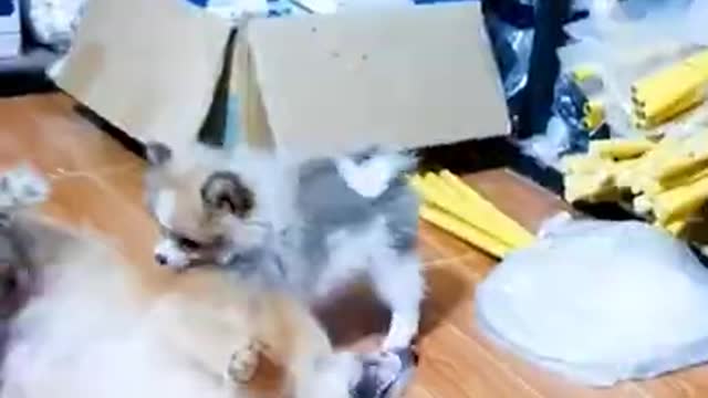 Cute And Funny Puppy Playing Together Moment | Smart Puppy | Lovely Pet