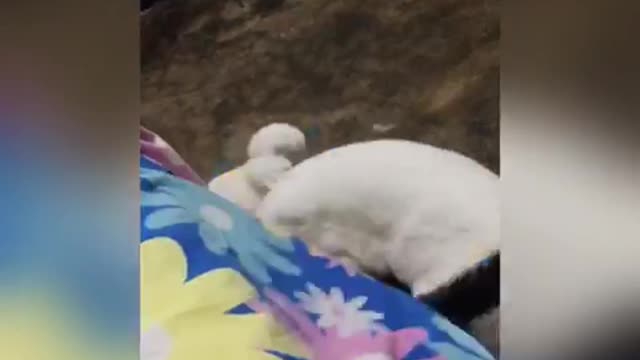 cat 1v1 deathmatchð€£