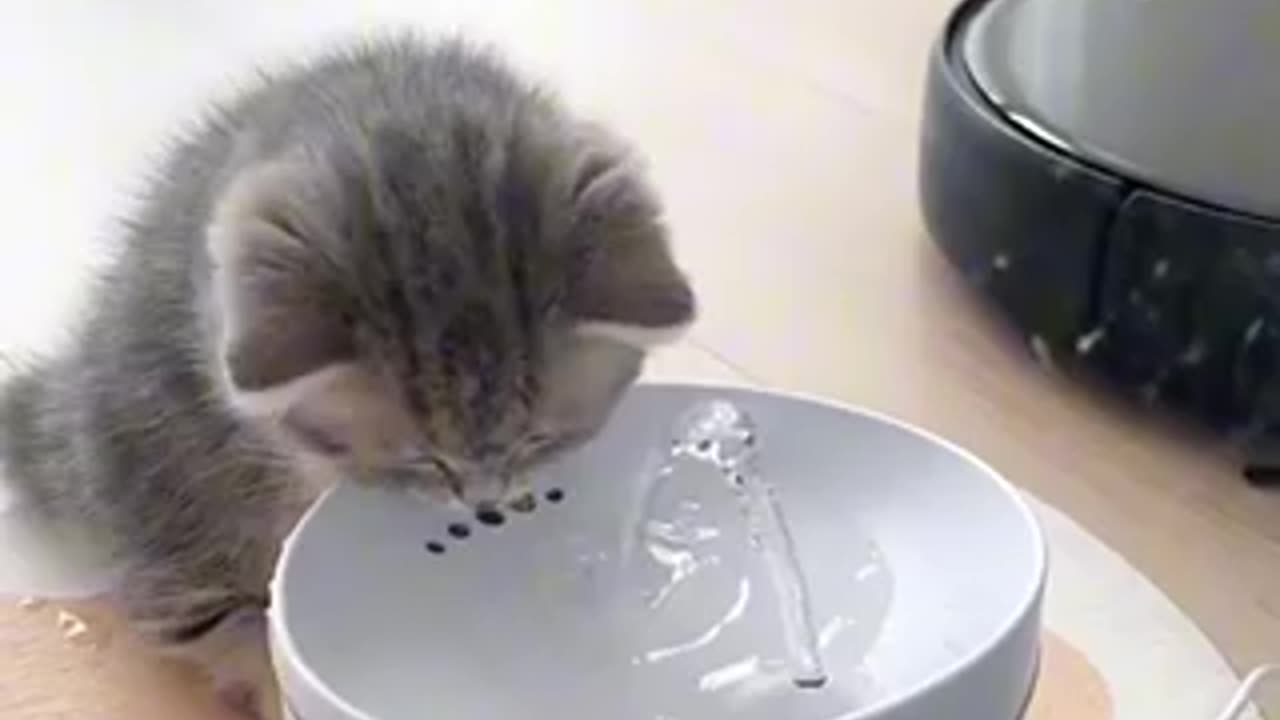 Kitten drink water kitten play