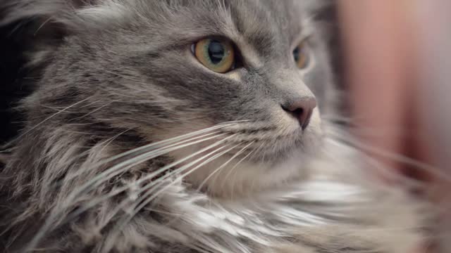 Close-up shot of grey fluffy cat being relaxed when the owner stroking it