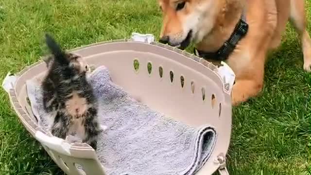 puppy and kitten funny videos