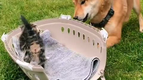 puppy and kitten funny videos