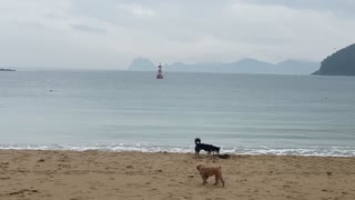 Cute puppies and beach equals perfect!